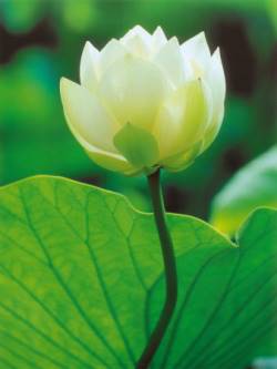 White Lotus