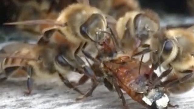 Bees Helping Friends